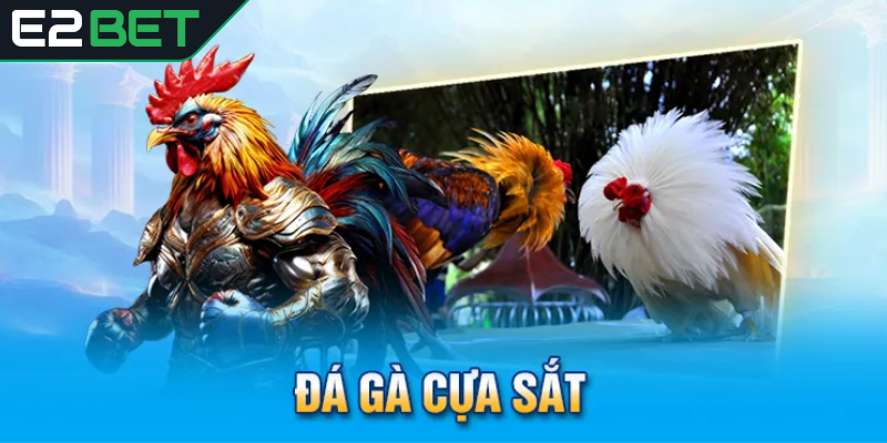 Đá gà cựa sắt là gì