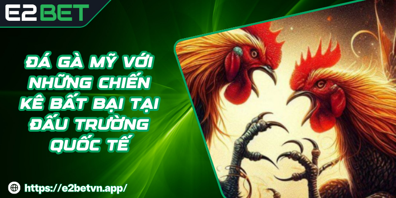 Đá Gà Mỹ Với Những Chiến Kê Bất Bại Tại Đấu Trường Quốc Tế