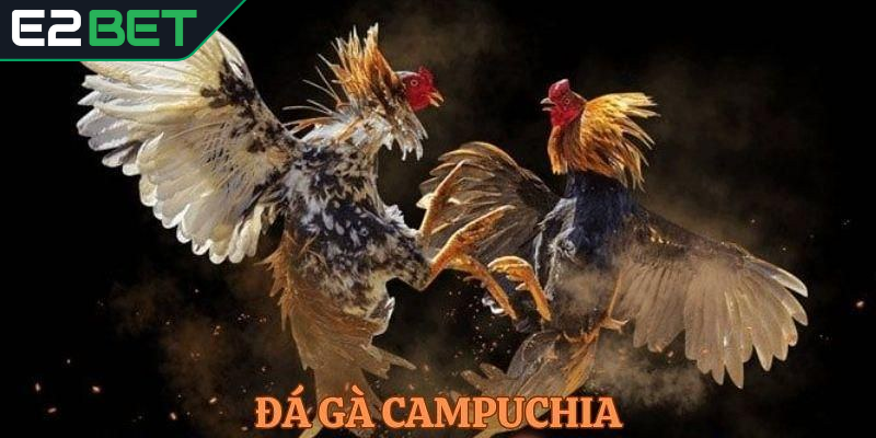 Luật đá chọi Campuchia