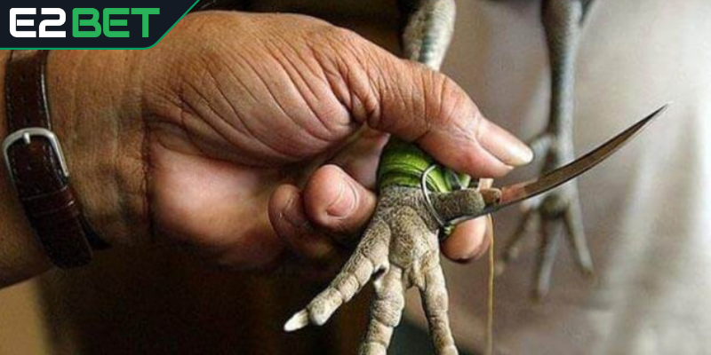 Mẹo tham gia đá cựa dao thắng lớn