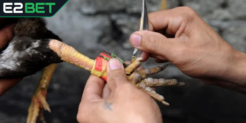 Sơ lược về đá gà cựa dao