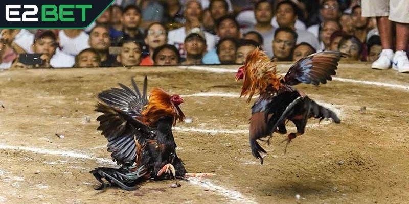 Trải nghiệm các trận đấu đỉnh cao đá gà E2BET
