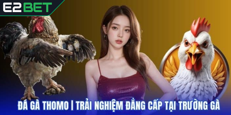 Vì sao đá gà Thomo thu hút nhiều sư kê?