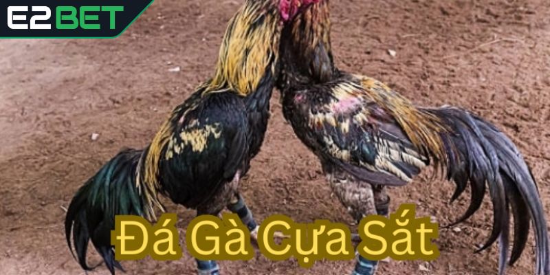Vì sao đấu cựa sắt thu hút đông đảo sư kê
