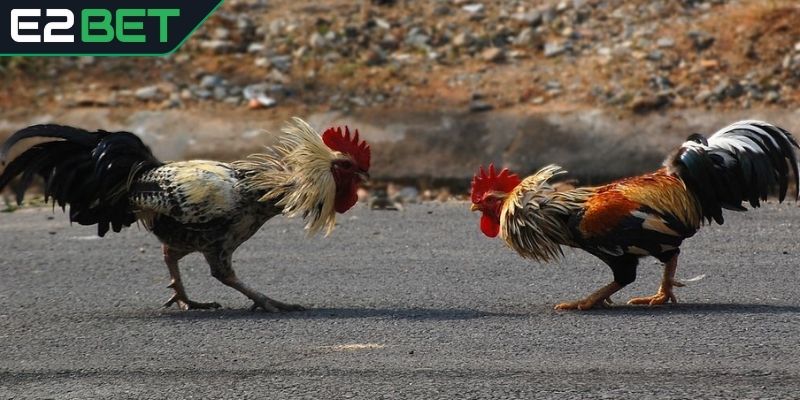 Có nên đặt niềm tin vào cách đá gà mạng luôn thắng?