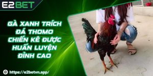 Gà Xanh Trích Đá Thomo - Chiến Kê Được Huấn Luyện Đỉnh Cao